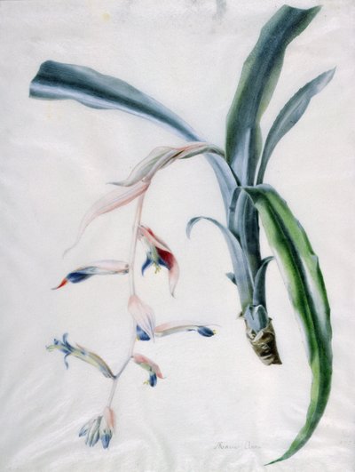 Orchid, 18th Century by Marie Anne